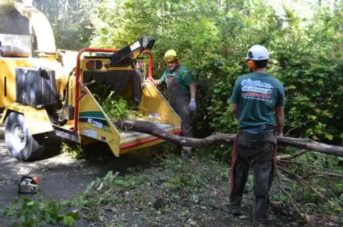 tree services Sterling